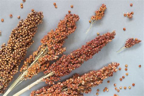 Sorghum: Health Benefits, Side Effects, Fun Facts, Nutrition Facts and ...