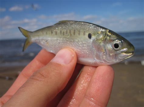 Save Menhaden — Save Coastal Wildlife