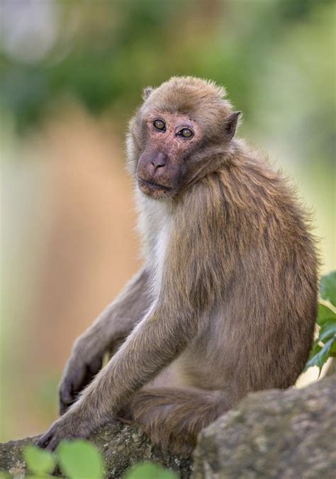 Assam Macaque, Macaca assamensis | New England Primate Conservancy