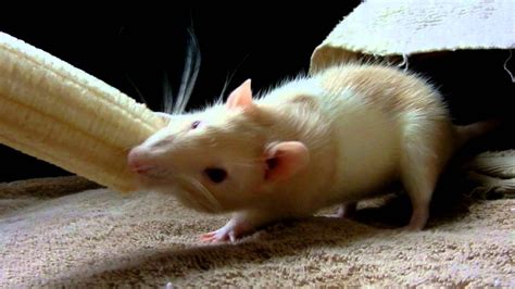 Pet Rat Eating A Banana - YouTube