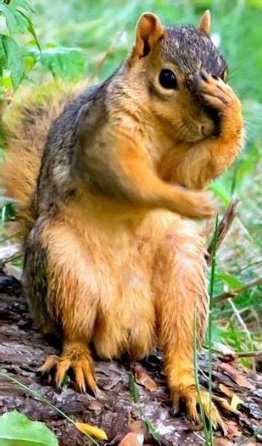 Oh dear, where did I bury those nuts?. | Squirrel funny, Squirrel ...