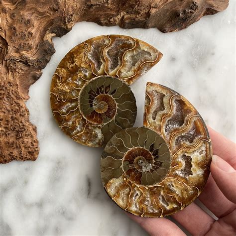 Fossile d'Ammonite (Paires) - Minera Emporium Crystal & Mineral Shop