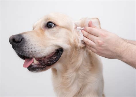 Deep Ear Cleaning For Dogs | Placentia Vets