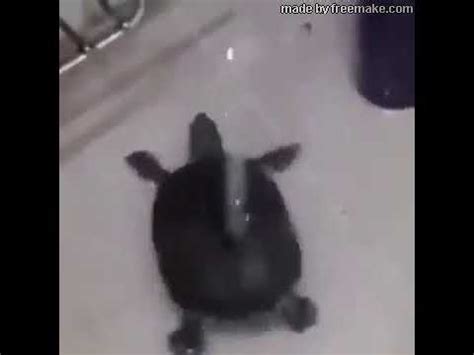 Turtle Dancing in Shower Meme! - YouTube