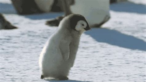 Penguin Portal GIFs - Find & Share on GIPHY