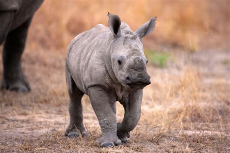 Baby Rhino Facts: Africa's Heart-Warming Herbivores