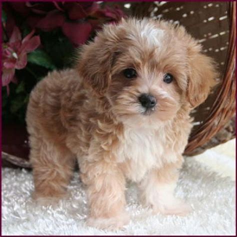 cute teacup maltese puppies brown - Google Search | Maltese poodle ...