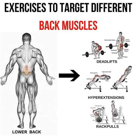 Lower Back - Exercises To Target Different Back Muscles 2 - Yeah We ...