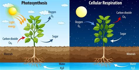 Diagram showing process of photosynthesis and cellular respiration ...