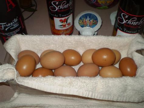 Cuckoo Maran Eggs! COME HATCH WITH ME..... | BackYard Chickens