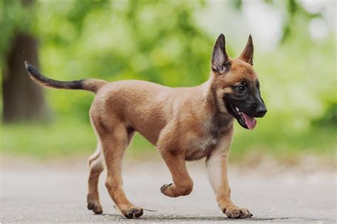 Belgian Malinois Colors • helloBARK!