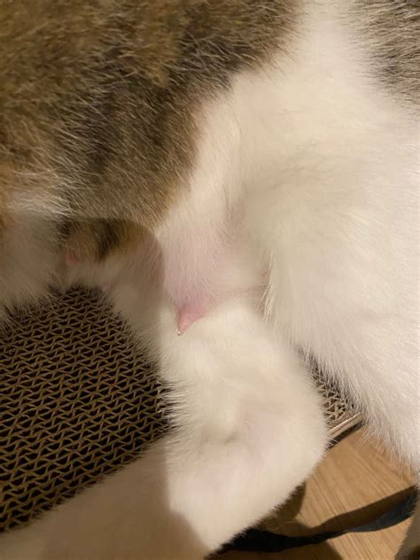 Swollen mammary glands after spay | TheCatSite