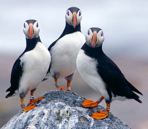 Protect Ocean Habitat for Atlantic Puffins - Audubon Society | Ocean ...