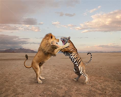 Lion Vs Tiger Fight