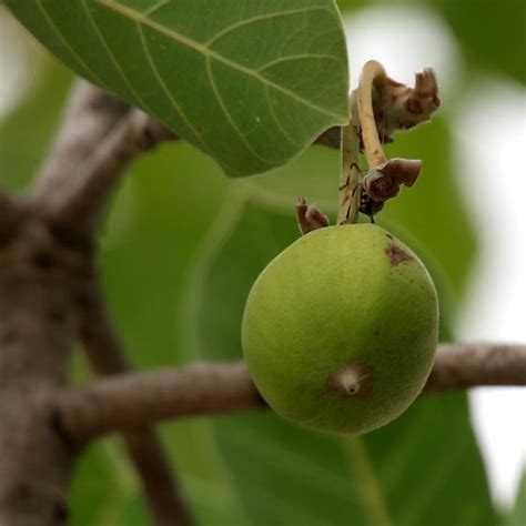 Mahua ( Madhuca Longifolia Var Latifolia ) Oil by Mansi Enterprise ...