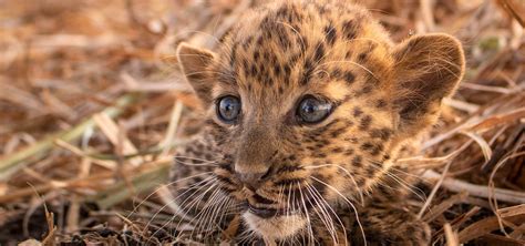 Why We Reunite Leopard Cubs With Their Mothers - Wildlife SOS