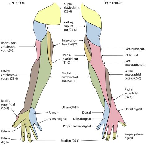 Cutaneous innervation of the upper limbs - Wikipedia