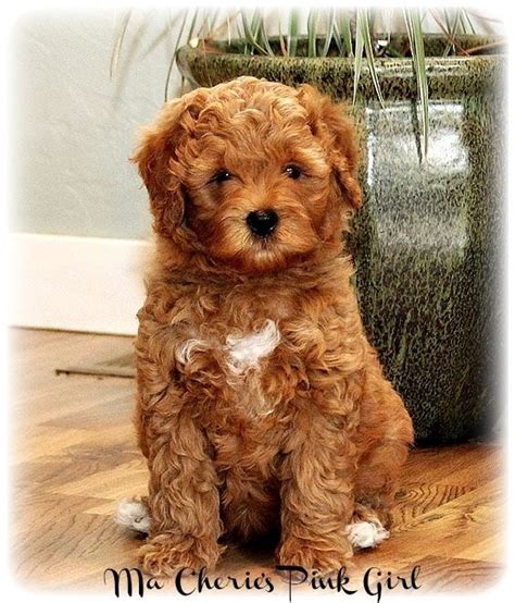 Apricot labradoodle puppy | Labradoodle, Labradoodle puppy, Dog love