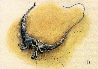 Seismosaurus Skeleton