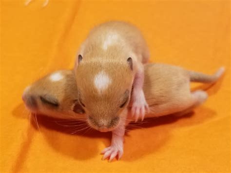 Gerbils for Sale. Gerbil Breeder in Fairfield County, Connecticut ...