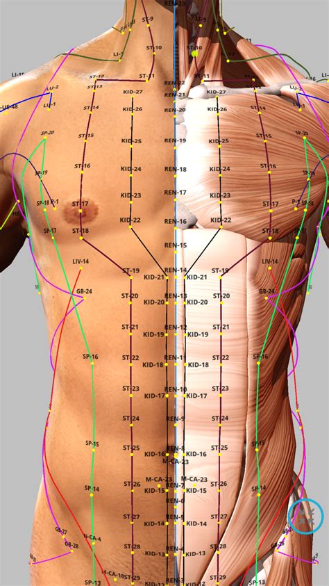 Printable Female Acupuncture Points Chart