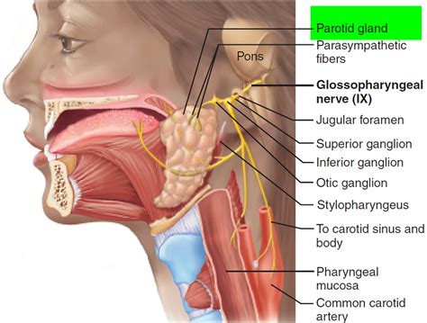 Parotid Tumor - Causes, Symptoms, Diagnosis, Surgery