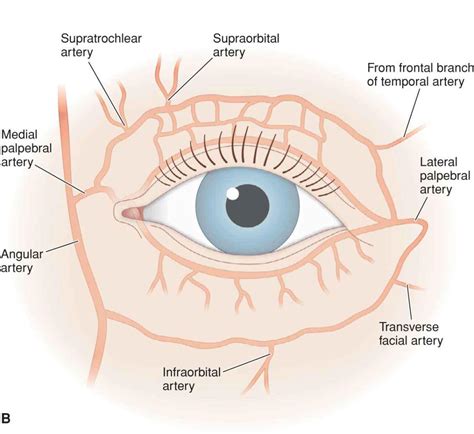 Eyelid and Periocular | Plastic Surgery Key