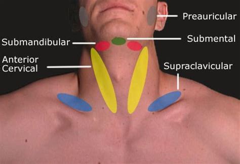 Pin by Bridget Odom on Nursing | Cervical, Lymph nodes, Anatomy