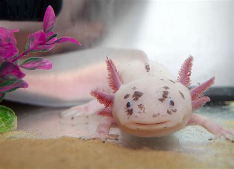 Axolotl Colors | PetMD