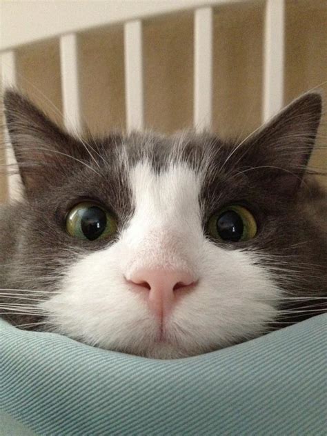 Funny cats - part 7 (60 pics) | Amazing Creatures