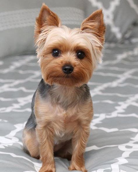 Pin em Yorkie puppy haircuts