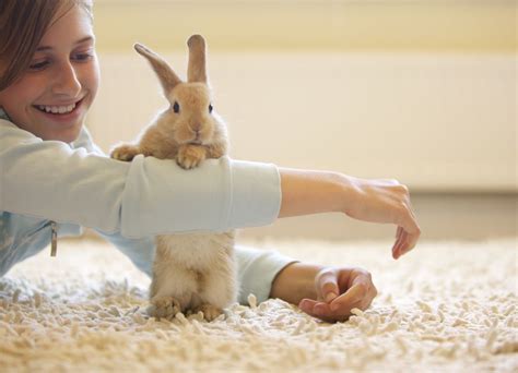 Homemade Rabbit Toys - Toys for Pet Rabbits