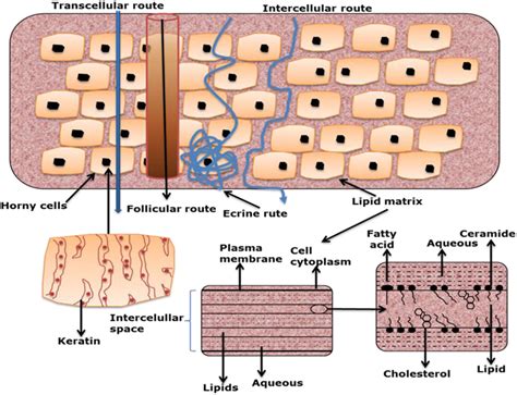 Frontiers | Heat: A Highly Efficient Skin Enhancer for Transdermal Drug ...