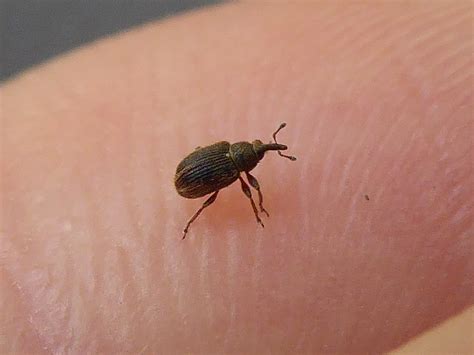 29 Common Bugs in Bathrooms (and How to Get Rid of Them)