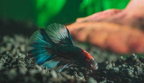 Best Betta Fish Food - Healthy + Colorful Betta | Aqua Movement