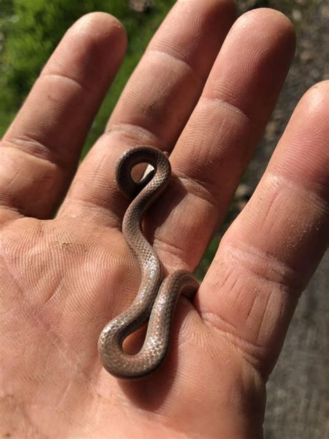 Found this baby snake under a rock in Sonoma, California. What is ...