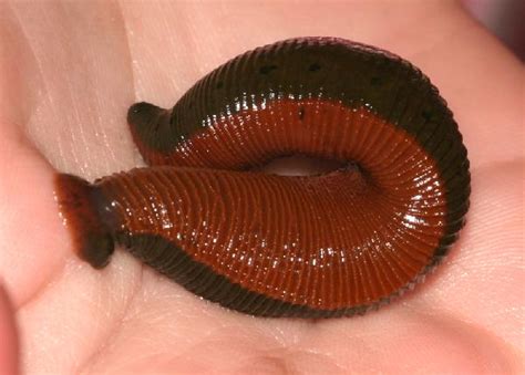 American Medicinal Leech | The Backyard Arthropod Project