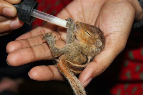 How To Care For A Baby Squirrel That Fell Out Of A Tree - Get More ...