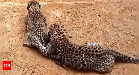 Just A Few Days Old, 2 Leopard Cubs Reunited With Their Mother ...