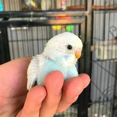 a small white bird sitting on top of a person's hand in front of a cage