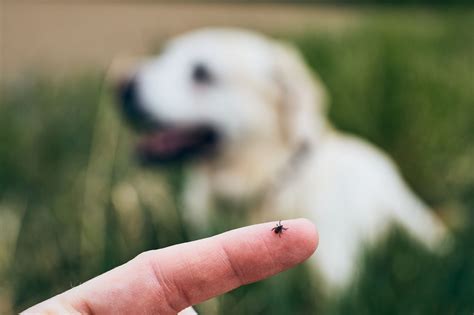 How to Remove Ticks From Your Pet | Continental Animal Wellness Center