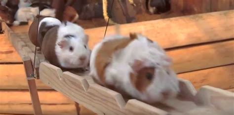 This Song About A Guinea Pig Bridge Is The Catchiest Song Of 2015 ...