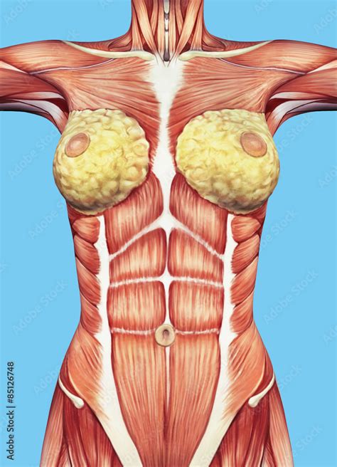 Anatomy of female chest and torso featuring major muscular groups and ...