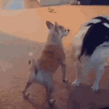 Dog Shaking His Ass GIF - Dog Shaking His Ass - 探索與分享 GIF