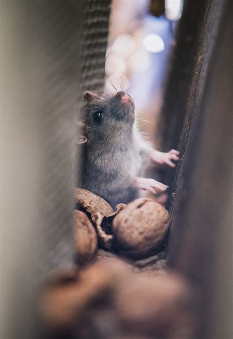 Understanding the Importance of Mouse Prevention - Mice Mob Exterminators