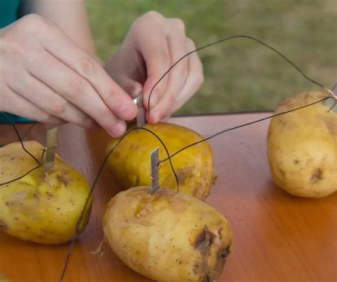 Potato Light Bulb Experiment for Kids (All You Need to Know!)