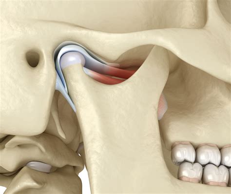 8 Fascinating Facts About Temporomandibular Joint (TMJ) - Facts.net