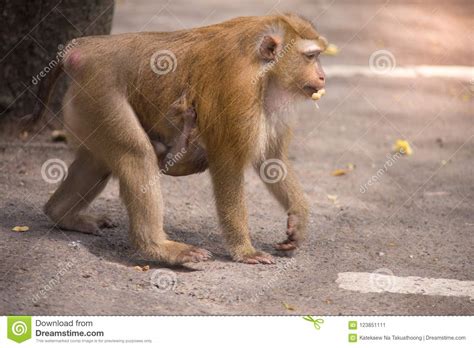 Brown monkey stock image. Image of natural, meal, outdoor - 123851111