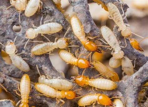 Termite Swarmers - What are they and why do they swarm? - Pest ...