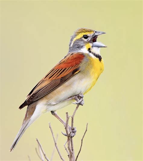 Dickcissel | Cardinals, Animals, Bird